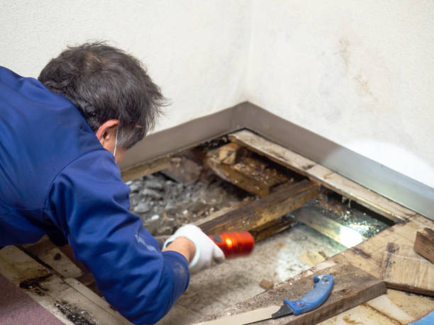Best Kitchen Mold Remediation in Rush City, MN