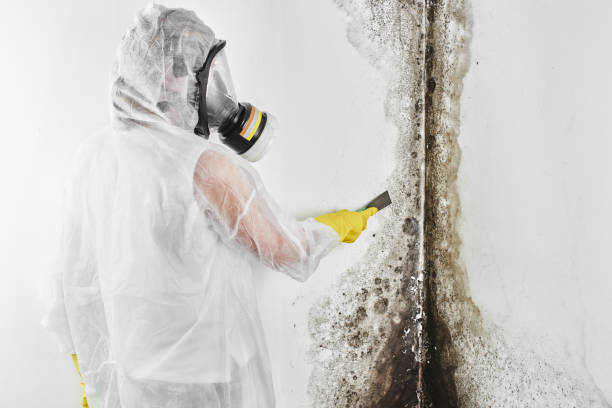 Best Basement Mold Remediation in Rush City, MN
