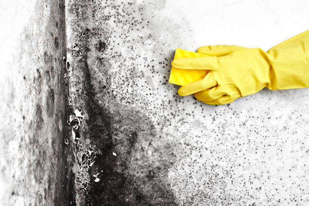 Best Residential Mold Remediation in Rush City, MN