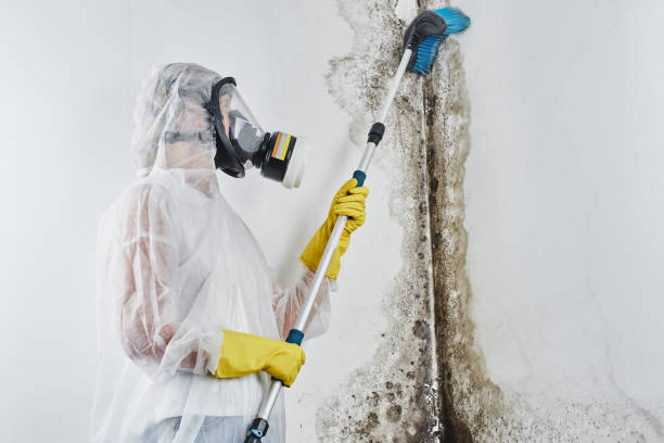Best Black Mold Remediation in Rush City, MN