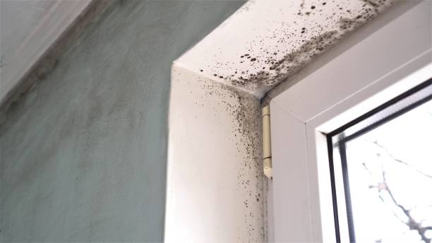 Best Insurance-Related Mold Remediation in Rush City, MN