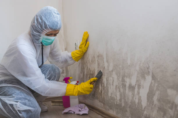 Best Black Mold Remediation in Rush City, MN
