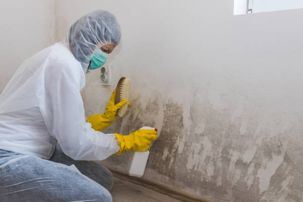 Best White Mold Remediation in Rush City, MN