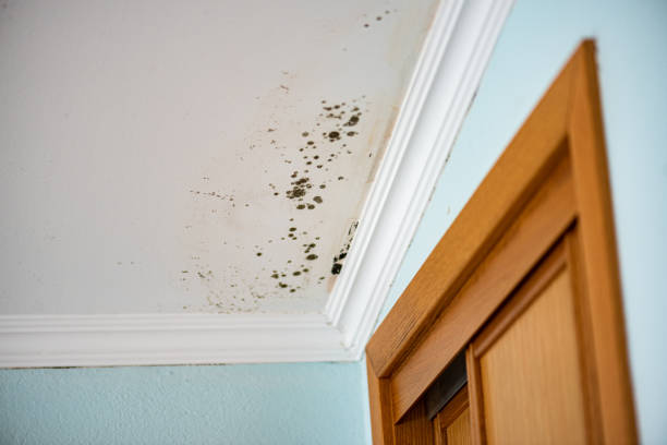 Best Health and Safety Mold Remediation in Rush City, MN