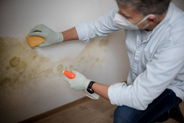 Best Industrial Mold Remediation in Rush City, MN