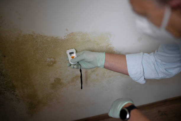 Best Post-Remediation Services in Rush City, MN
