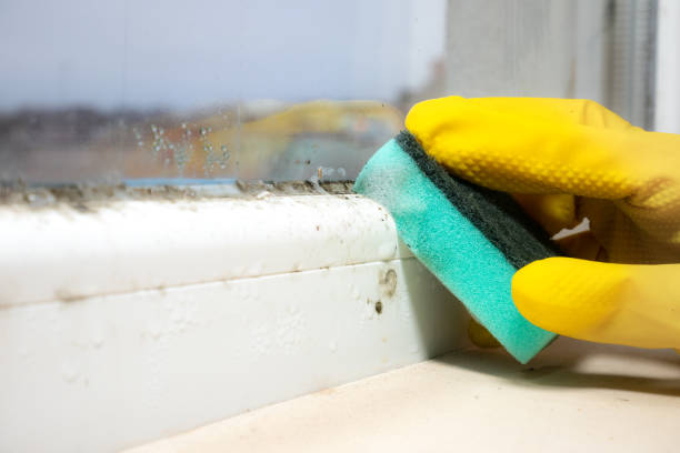 Best Industrial Mold Remediation in Rush City, MN