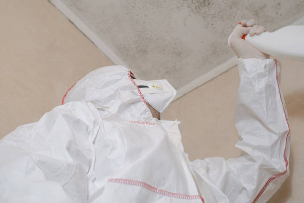 Best Bathroom Mold Remediation in Rush City, MN