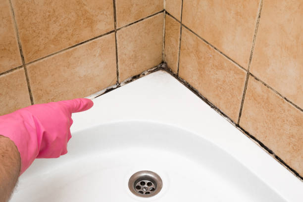 Best Crawl Space Mold Remediation in Rush City, MN
